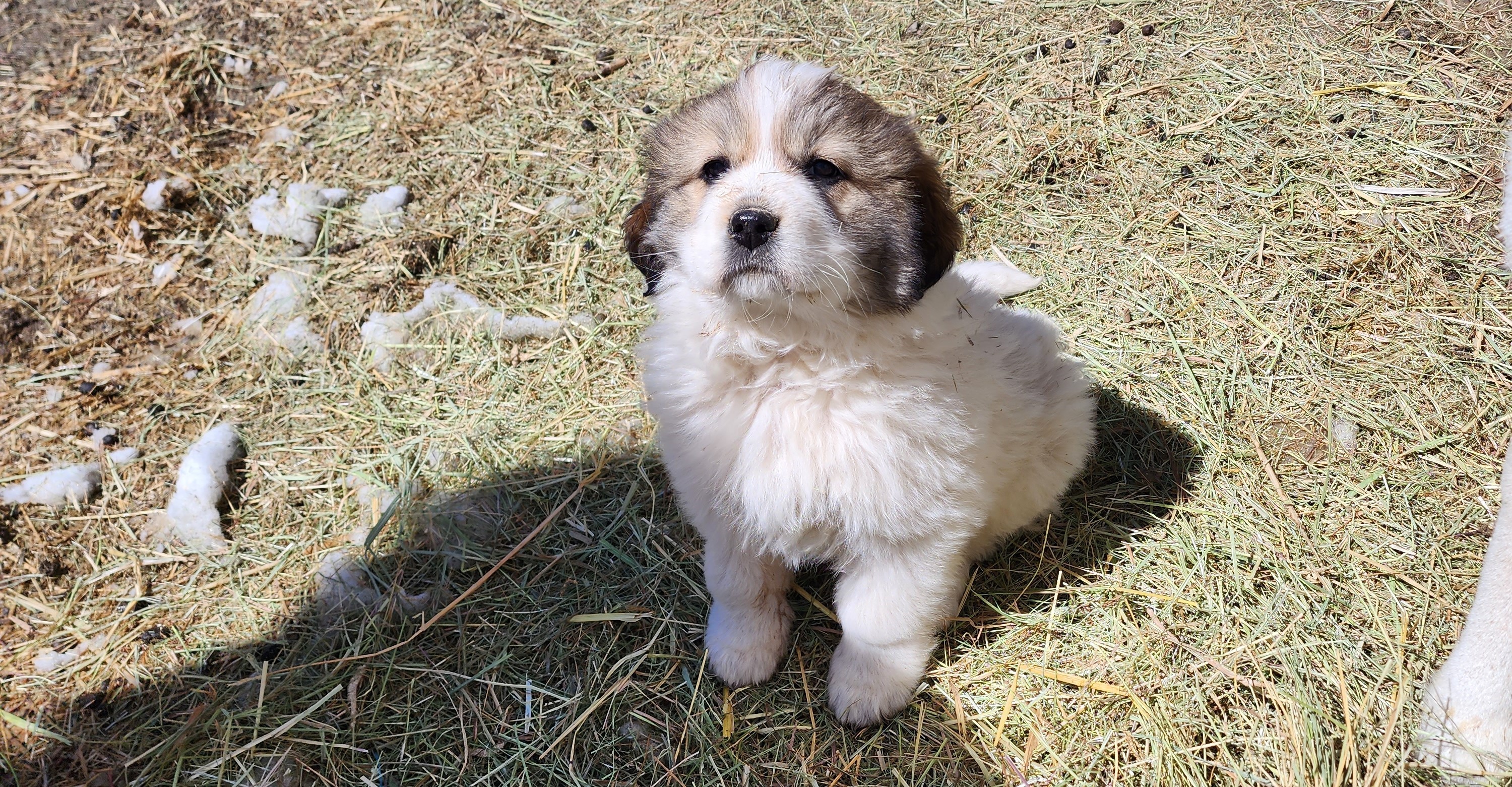 A picture of a Great Pyrenees mix puppy at Whispering Pines Ranch